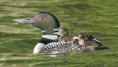 baby riding loons