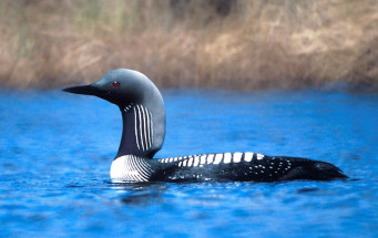 PacificLoon24