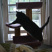 BG Climbing Cat Tree