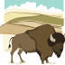 bison