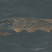 Northern Pike Drawing