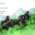 baby-animals-gorilla